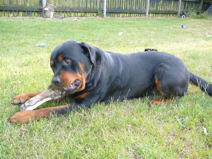 Rottweiler Betolis Aiko *RIP* - Ben og frisk luft. Lad mig være jeg hygger billede 3