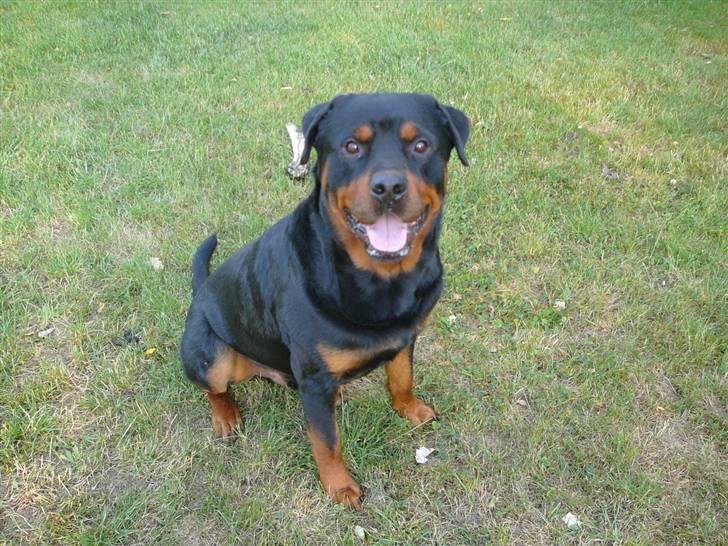 Rottweiler Betolis Aiko *RIP* - Havde du flere ben ??? billede 4