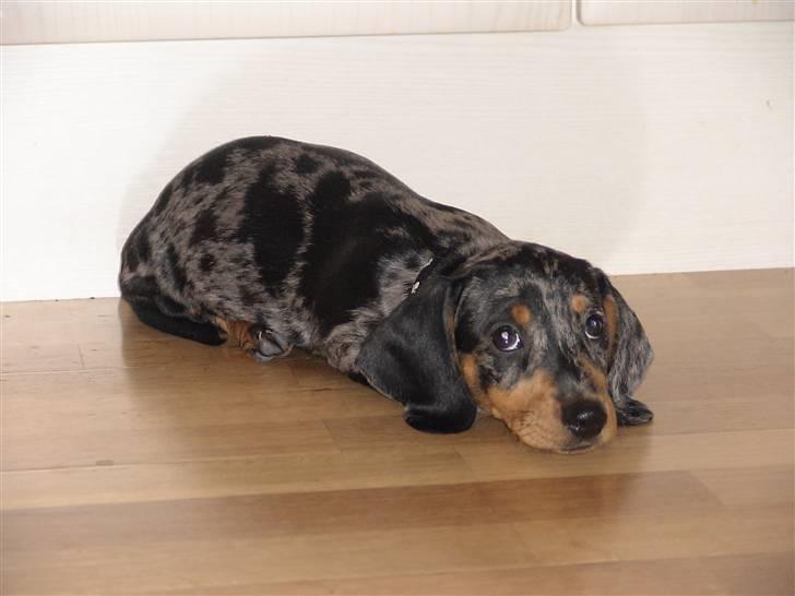 Gravhund Luie - Er jeg ikke sød???? billede 1