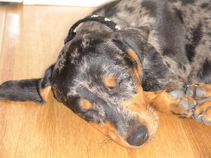 Gravhund Luie - Er bare så træt.... billede 2