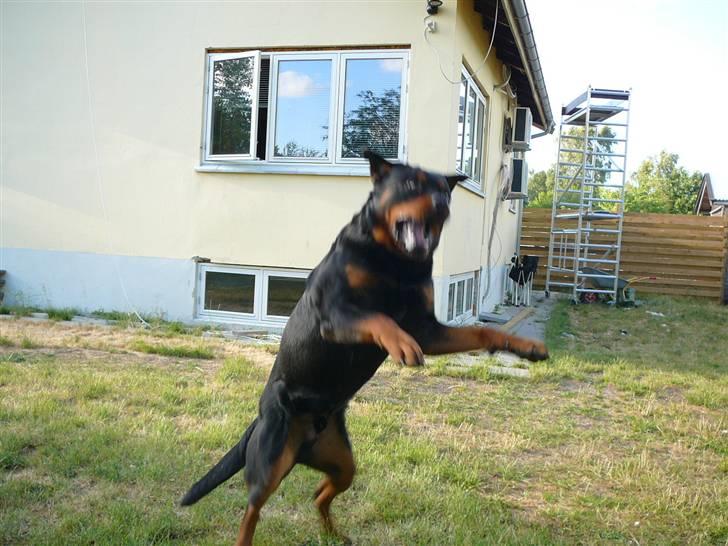 Rottweiler Betolis Aiko *RIP* - Ja godbid jeg tager den i luften. hehe billede 5