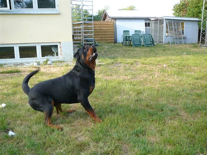 Rottweiler Betolis Aiko *RIP* - Jeg er klar. billede 6