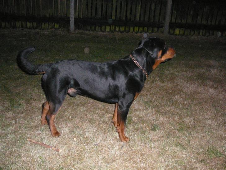 Rottweiler Betolis Aiko *RIP* - Jeg holder lige øje ikk. !!! billede 7