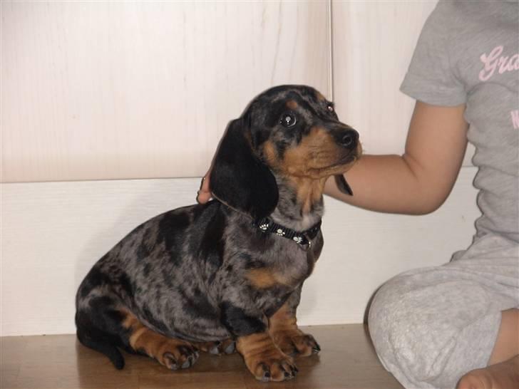 Gravhund Luie - Dejligt at sidde her......  billede 4