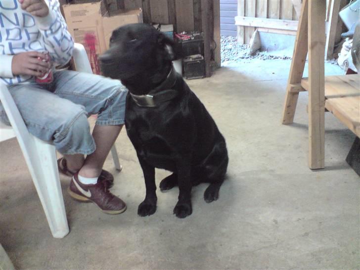 Labrador retriever Balto billede 8