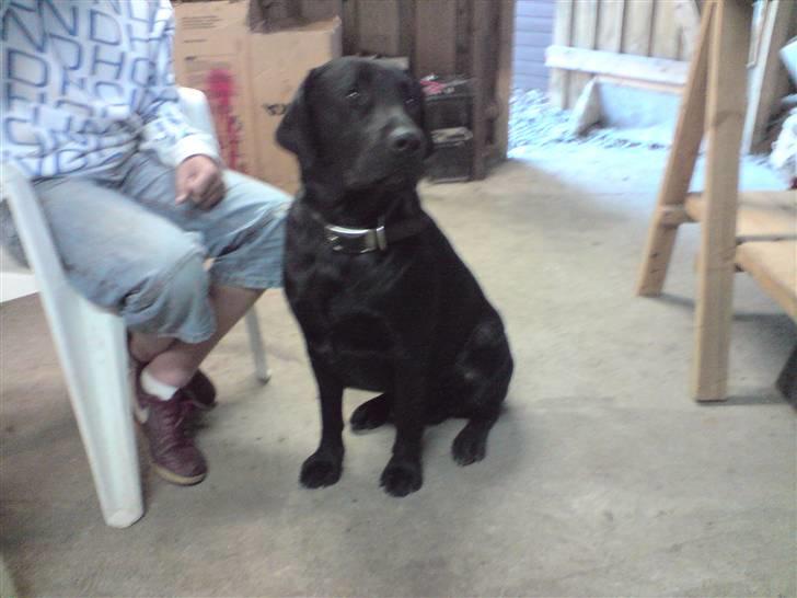 Labrador retriever Balto billede 9