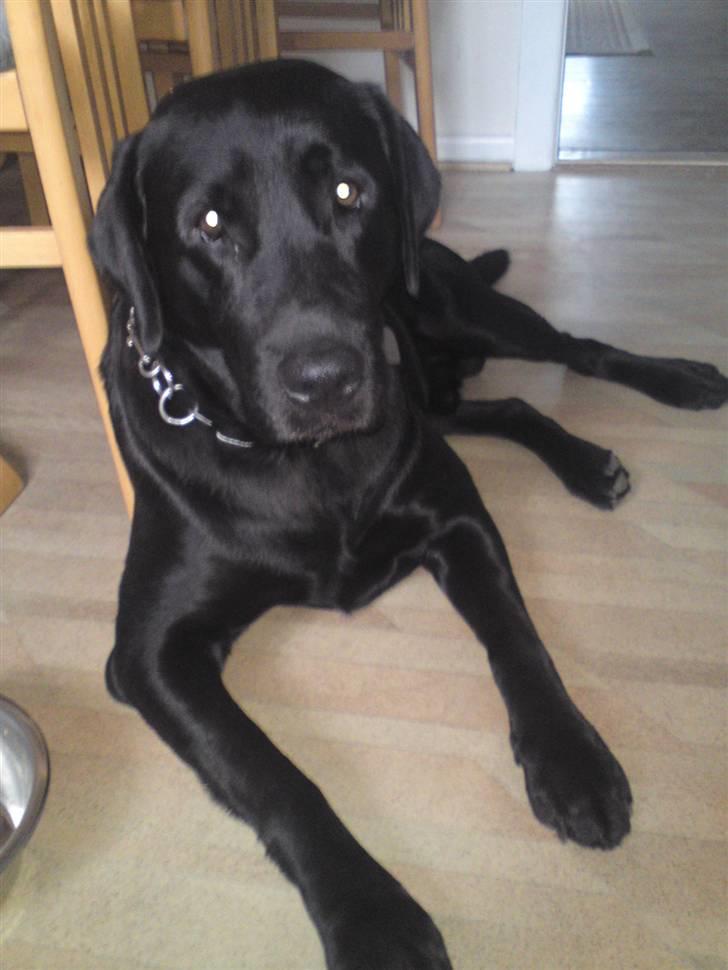 Labrador retriever Balto billede 10