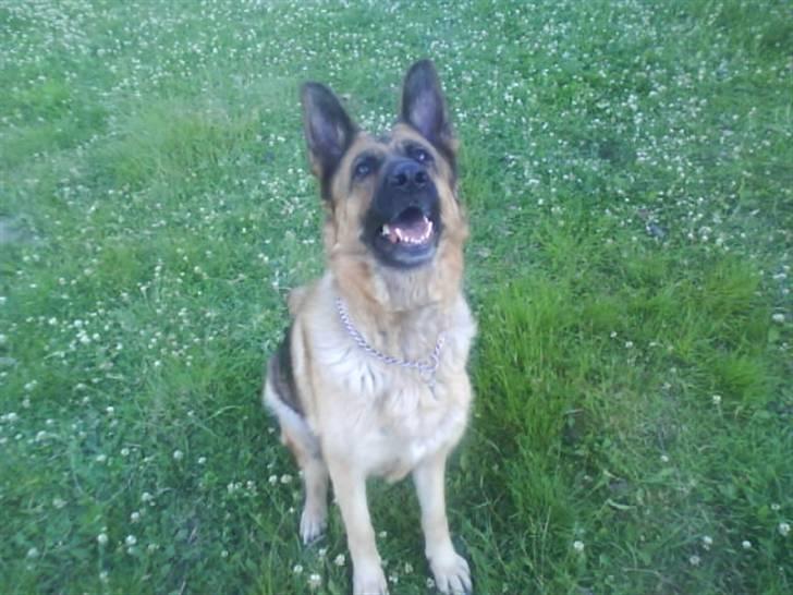 Schæferhund freja <"33 billede 9