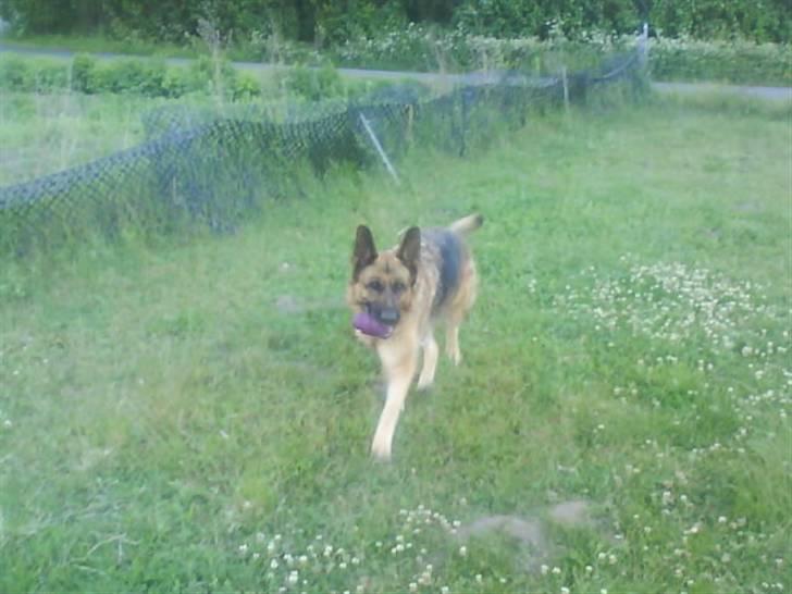 Schæferhund freja <"33 billede 11