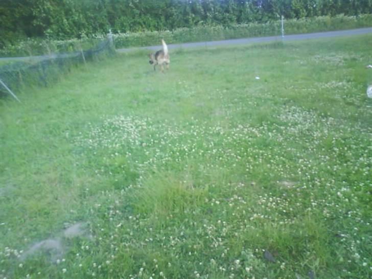 Schæferhund freja <"33 billede 12