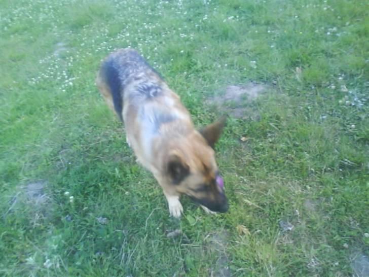 Schæferhund freja <"33 billede 13