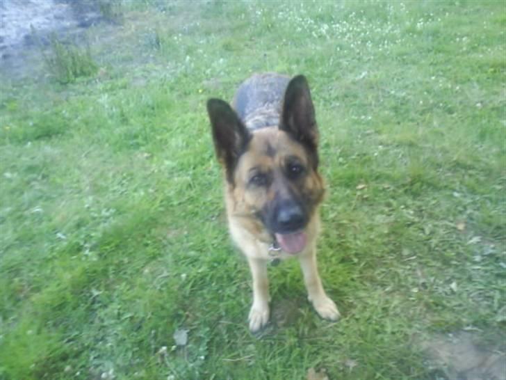 Schæferhund freja <"33 billede 14