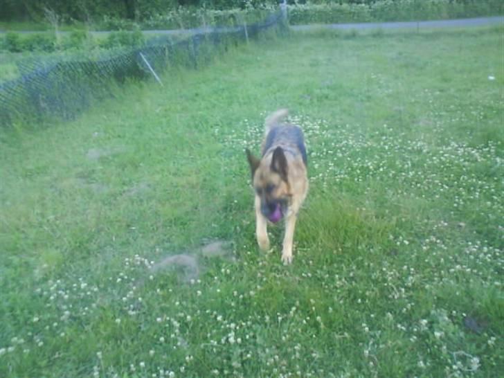 Schæferhund freja <"33 billede 15