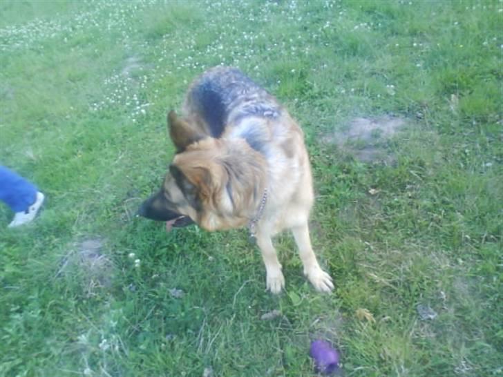 Schæferhund freja <"33 billede 16