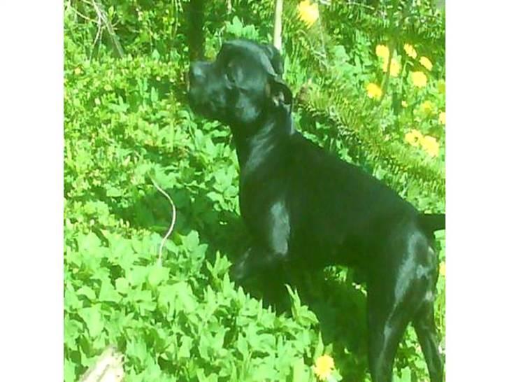 Staffordshire bull terrier Tico billede 11