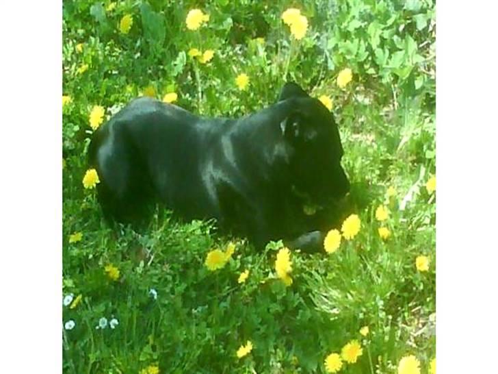 Staffordshire bull terrier Tico billede 12