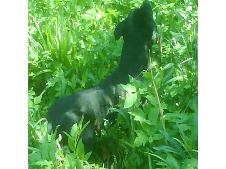 Staffordshire bull terrier Tico billede 13