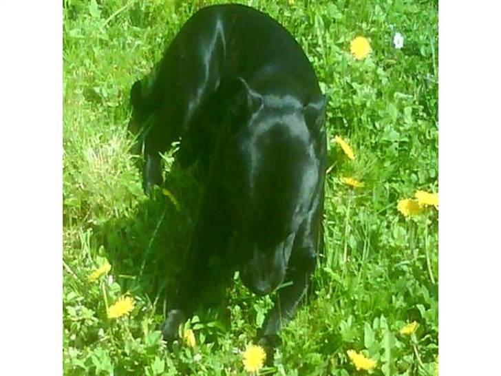 Staffordshire bull terrier Tico billede 14