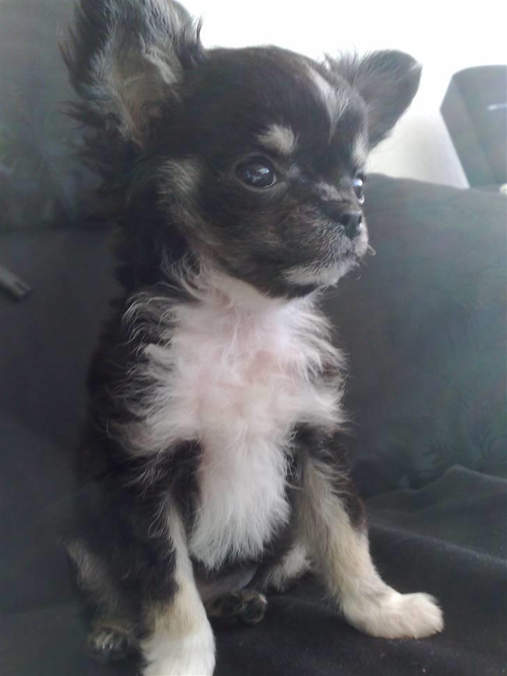 Chihuahua Kenzo - Her sidder jeg og ser fjernsyn mens mor tager billed af mig. billede 2