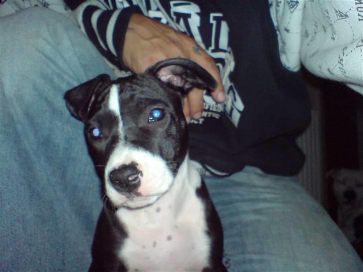 Amerikansk staffordshire terrier mille R.I.P billede 6