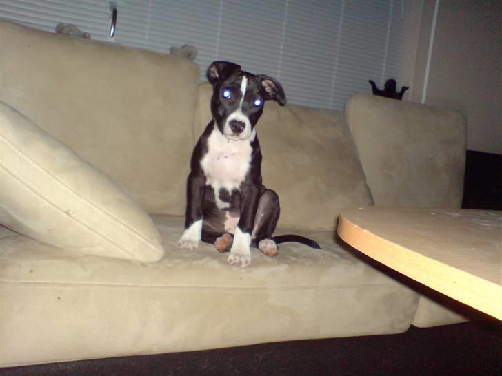 Amerikansk staffordshire terrier mille R.I.P billede 7