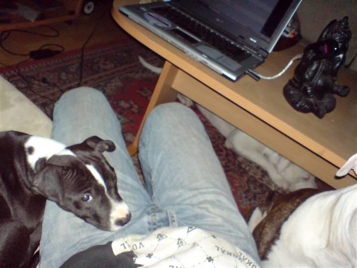 Amerikansk staffordshire terrier mille R.I.P billede 8