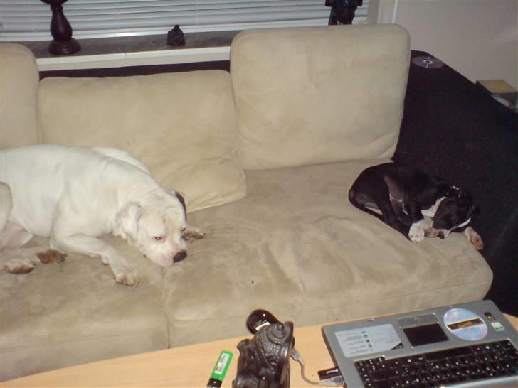 Amerikansk staffordshire terrier mille R.I.P billede 9