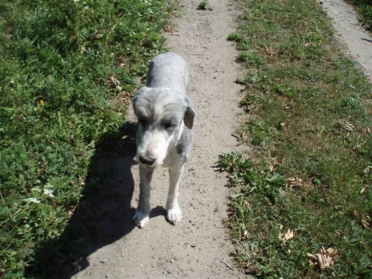 Bearded collie Jason billede 19