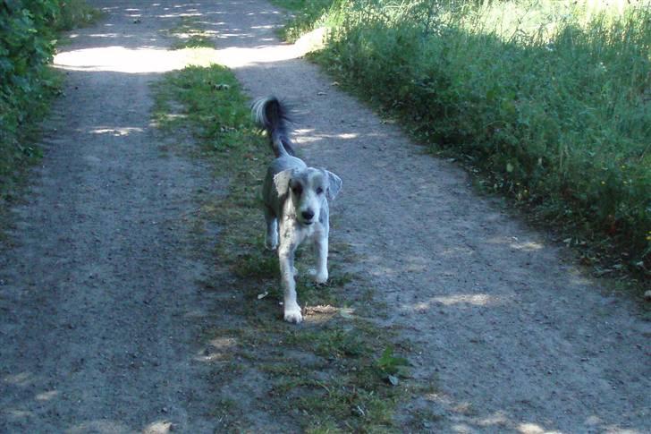 Bearded collie Jason billede 20