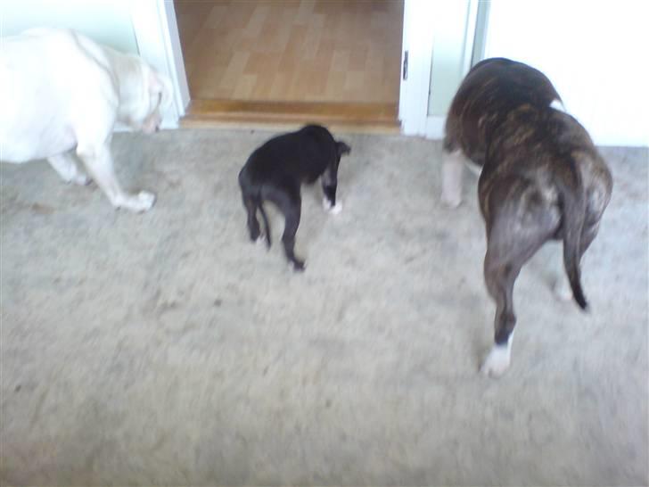 Amerikansk staffordshire terrier mille R.I.P billede 10