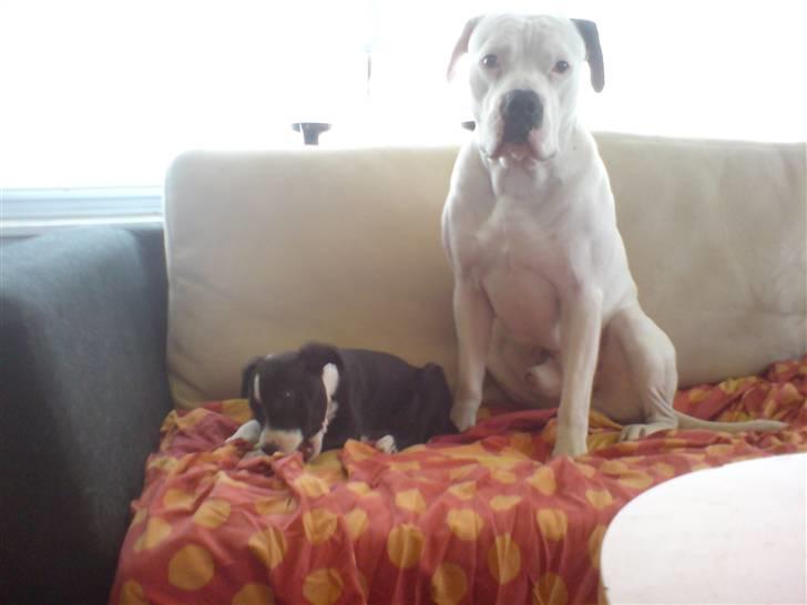 Amerikansk staffordshire terrier mille R.I.P billede 11