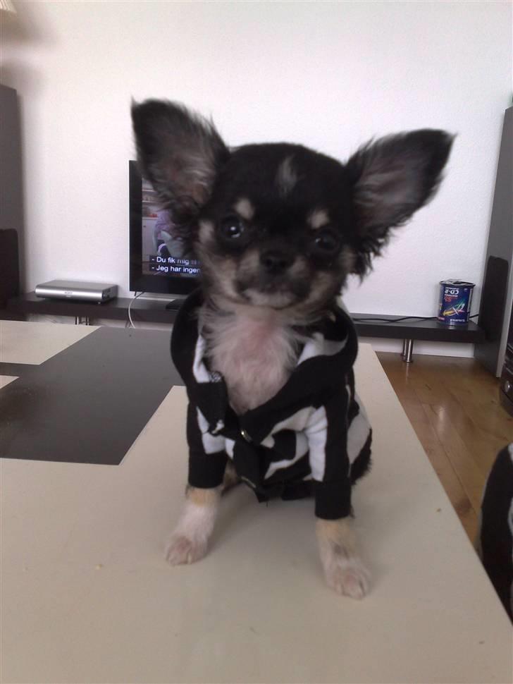 Chihuahua Kenzo billede 8
