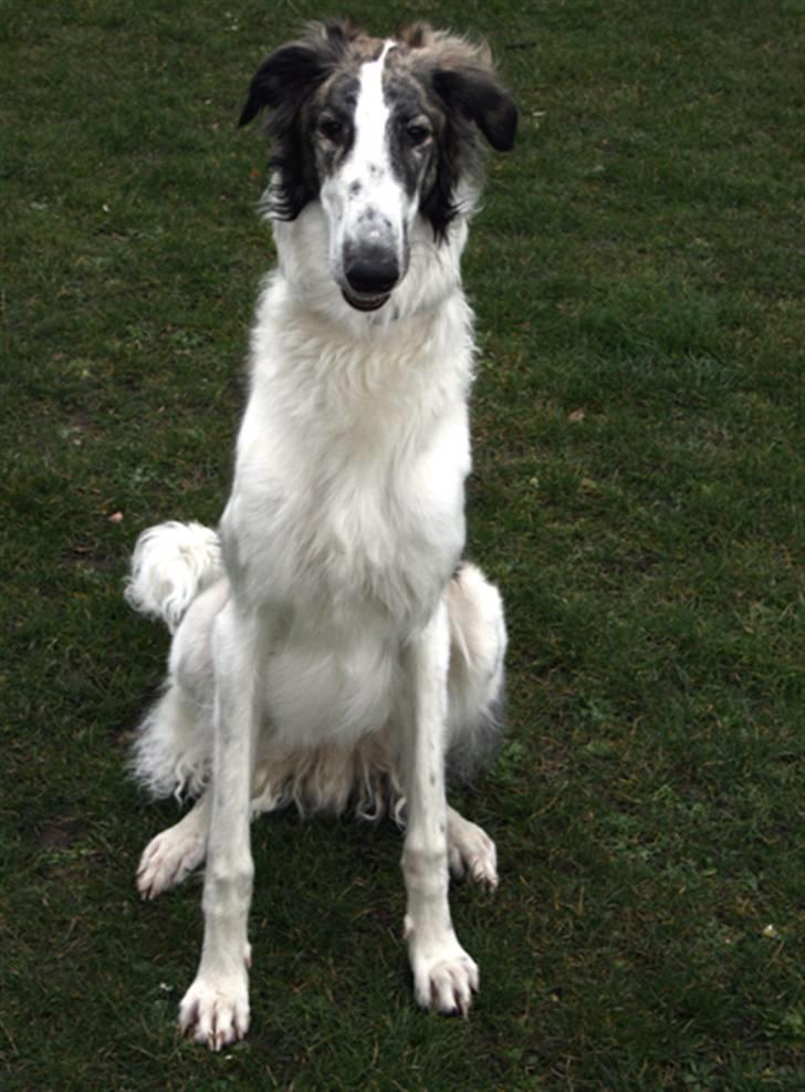 Borzoi Oluf (Olle) billede 1