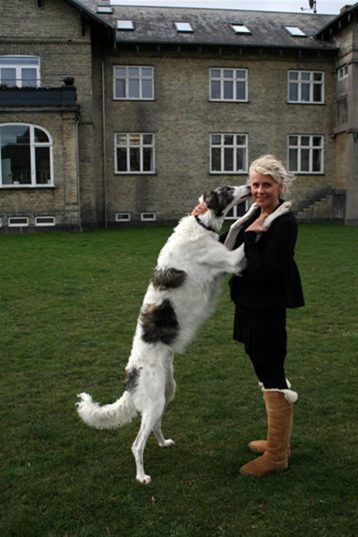 Borzoi Oluf (Olle) - Olle giver en krammer:) billede 2