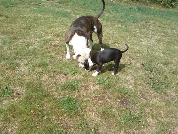 Amerikansk staffordshire terrier mille R.I.P billede 13