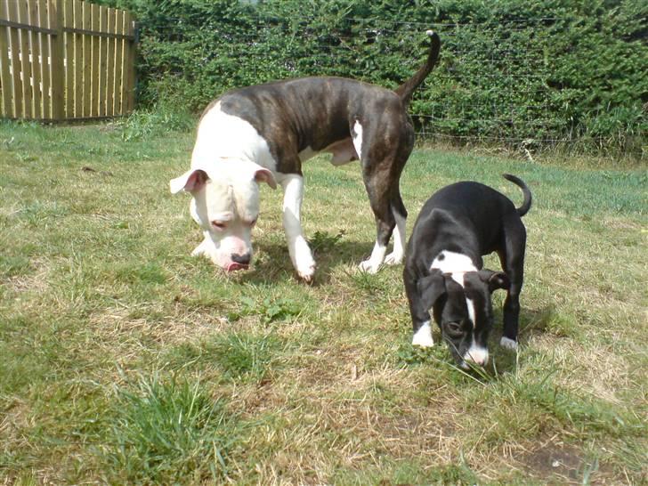 Amerikansk staffordshire terrier mille R.I.P billede 14