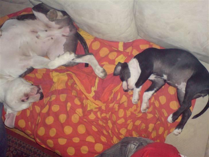 Amerikansk staffordshire terrier mille R.I.P billede 15