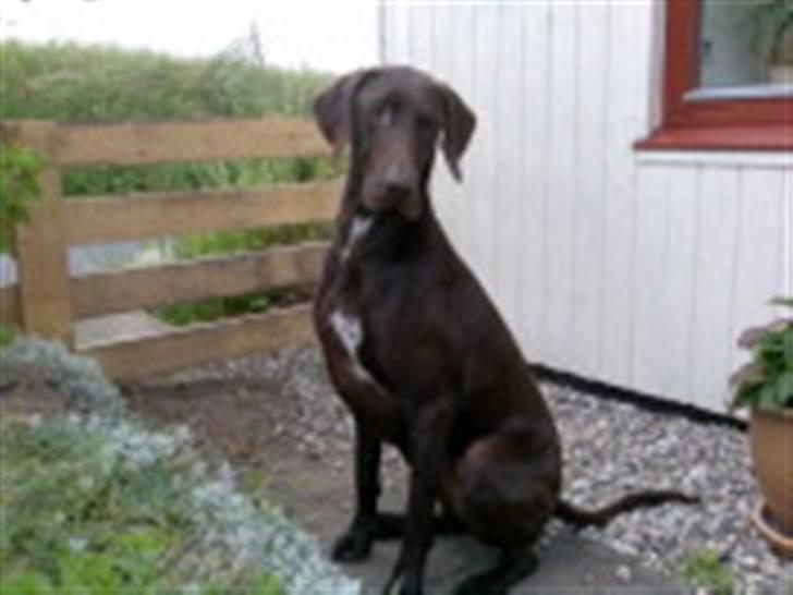 Korthåret hønsehund Rocky billede 15