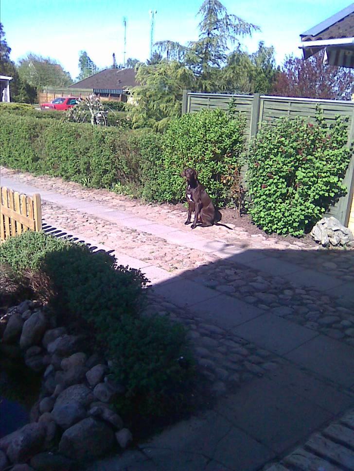 Korthåret hønsehund Rocky billede 16