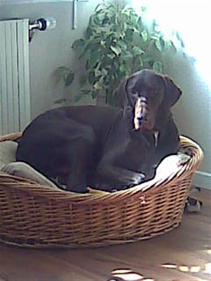 Korthåret hønsehund Rocky billede 17