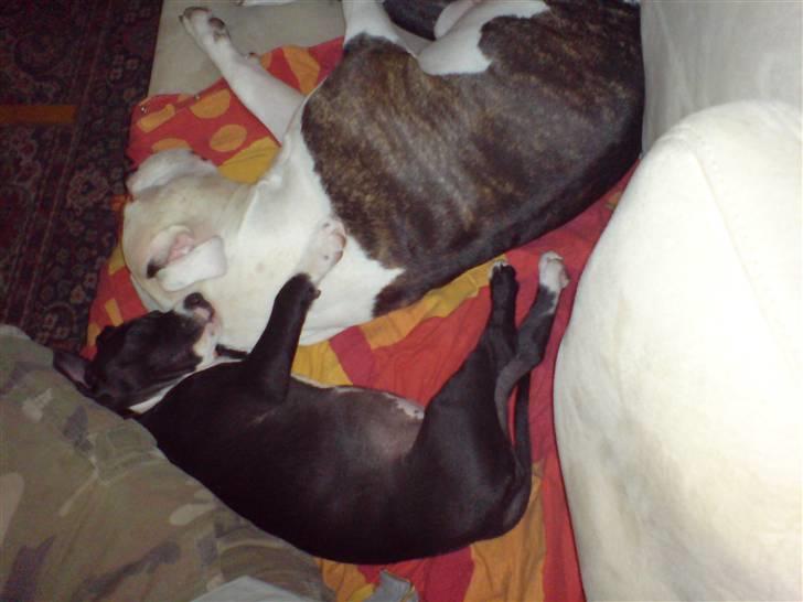 Amerikansk staffordshire terrier mille R.I.P billede 16