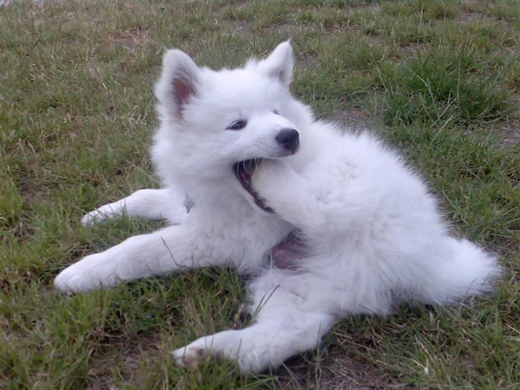 Blanding af racer Figo - Haps den tager jeg billede 6