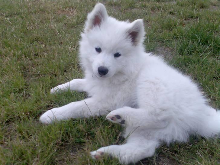 Blanding af racer Figo - Så ^^ begge øre  billede 7