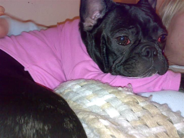 Fransk bulldog Emmie billede 12