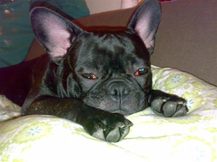 Fransk bulldog Emmie billede 13