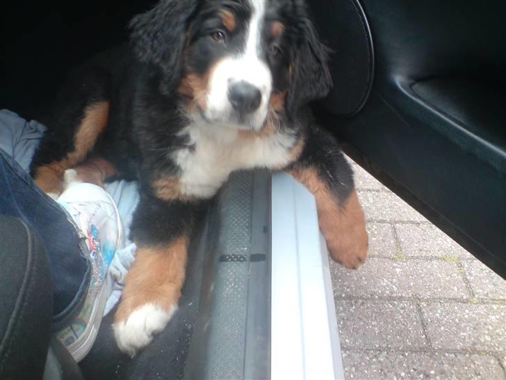 Berner sennenhund Luna billede 20