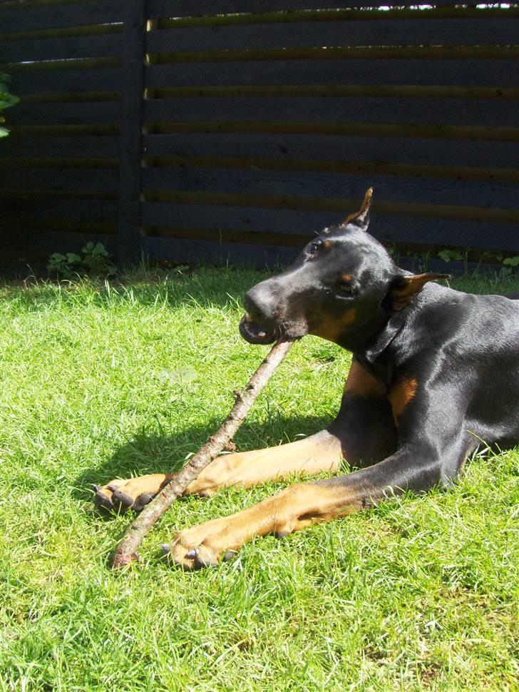 Dobermann Dalí billede 9