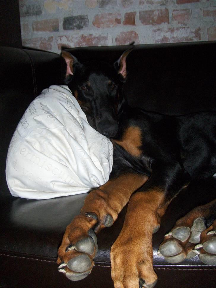 Dobermann Dalí - Når man er lille, bliver man meget træt!  billede 10