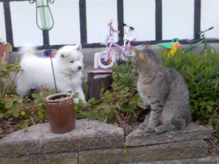 Blanding af racer Figo - Hvem bestemmer her? billede 8