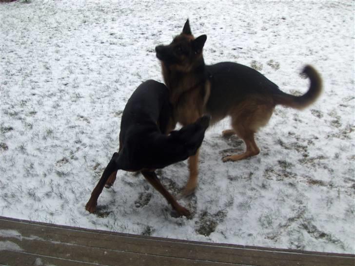 Dobermann Dalí - Leg med sin "bror"  billede 11